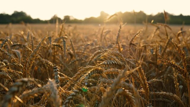 Beautiful Image of Golden Wheat Field. Harvest concept