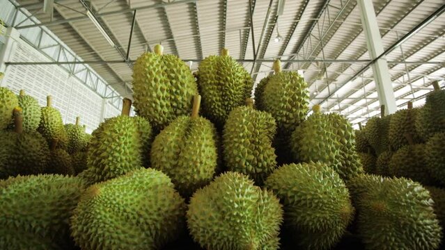Durian For Exporting