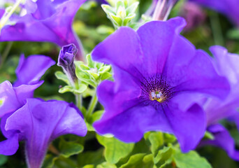 Petunia flowers. Close-up. Natural background. Selective focus.