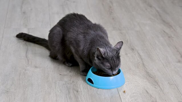 Grey cute cat eating dry cat food