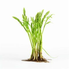 AI generated illustration of an asparagus plant growing in the soil on a white background