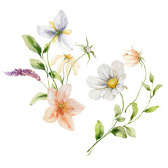 Watercolor set of bouquets with daisy, cosmos flower, anemone and leaves. Hand painted floral card isolated on white background. Holiday flowers Illustration for design, print, fabric or background.