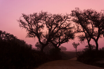 Fototapeta na wymiar Sunset silhouette of a trees
