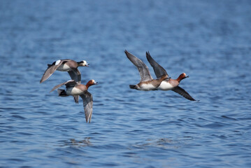 ヒドリガモは飛びながらお喋り