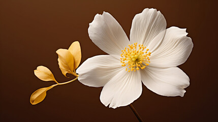 A white flower with yellow stamens on a brown background.