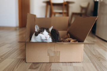 European cat in a delivery paper box. The concept of buying a new home or relocation. Pet sitting...