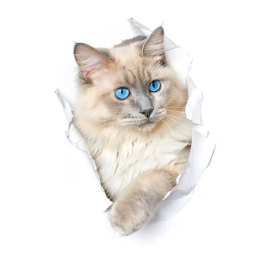 Funny beautiful ragdoll cat looks through ripped hole in white paper backgroud