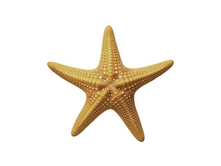 Fototapeta na wymiar a starfish on a white background