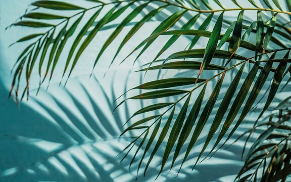 Palm tree leaves against white wall. Creative colorful minimalism