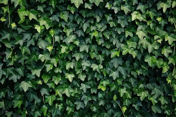 Foto op Plexiglas Lush greenery of ivy leaves perfect as background for various applications dense foliage with rich texture and intricate pattern creates wall of vibrant green © Thares2020