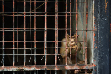 Beruk (Macaca nemestrina), a monkey with a tail resembling a pig's tail in a wire-covered cage.