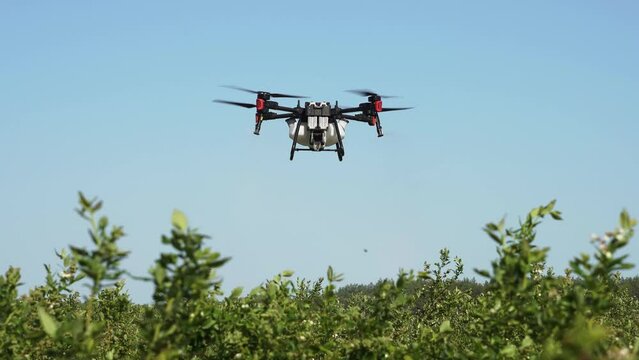Agrodron treats fields with insect repellant from the air. Sprayers Agrodrone live. Quadcopter flight over the field, help in fertilizer, pesticides.	