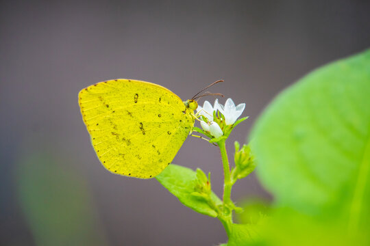 Common grass yellow butterfly on a white persicaria thunbergii flower.