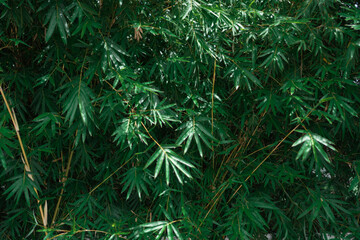 Bright green bush bamboo leaves are used as a background