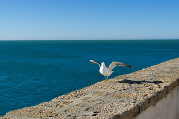 Seagull on a sunny day in Cadiz, Spain - 734912275