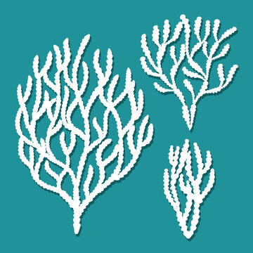 Seaweed set. Phyllophora is a genus of red algae. Underwater trees, plants, bushes with branches, leaves, twigs. Template for plotter laser cutting of paper, fretwork, wood carving, metal engraving.