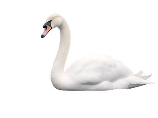a white swan with a black beak