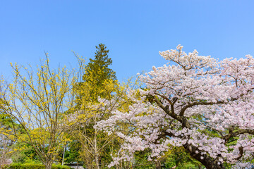 杜の都仙台　桜　榴ヶ岡公園
