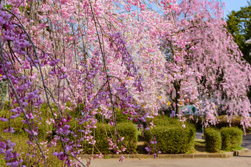 杜の都仙台　桜　榴ヶ岡公園
