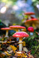 Fly agarics (Amanita muscaria) white spotted poisonous red toadstool mushrooms. Group of fungi in autumn forest in Iserlohn, Sauerland Germany. Macro close up from frog perspective, blurred background - obrazy, fototapety, plakaty
