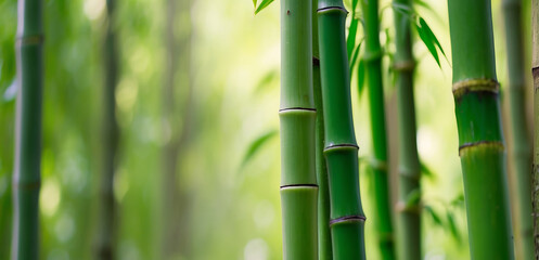 Fototapeta na wymiar Close up of green bamboo forest background with copy space, spa and zen banner design