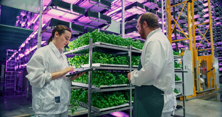 Vertical Plant Farm Specialists Talking Next to a Rack with Fresh Basil Crops. Female and Male Farmers Working Indoors. Multi-layer Hydroponics Farm with Neon Lighting in the Background.