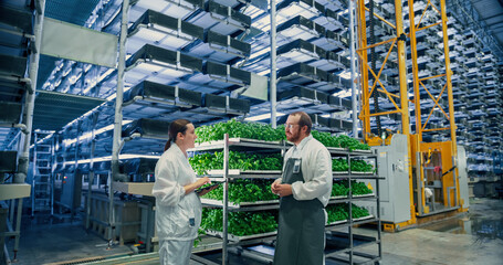 Caucasian Agricultural Engineer and a Young Female Scientist Discussing Basil Leaves Quality a...