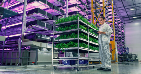 Young Female Farmer Standing in a Vertical Farm Facility with LED Lights. Hydroponics Specialist...