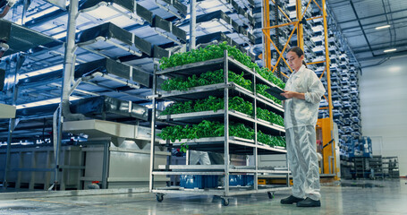 Female Agricultural Scientist Standing in a Vertical Farm Facility Next to Rack with Fresh Basil...
