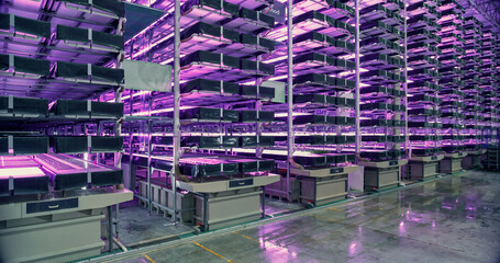 Vertical Farming Under UV Light. Racks with Vertically Stacked Layers of Green Crops Growing in a...