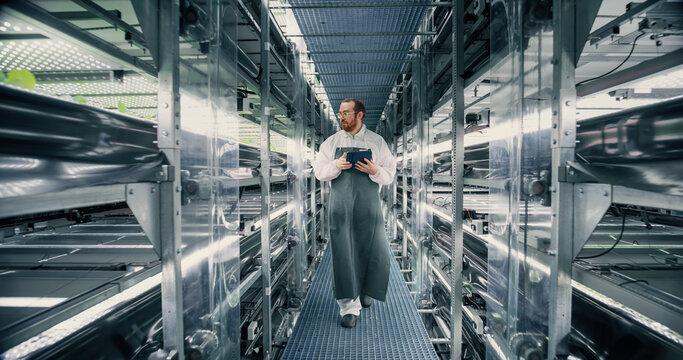 Biologist, Gardener, Scientist Walking Between Rows of Racks with Ecological Crops at a Vertical Farm. Horticulture Specialist Using Tablet Computer, Monitoring Growth and Nutrition Through a Software
