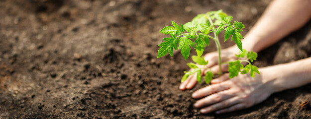 Human hands planting sprouts of tomatos in greenhouse - 734917808