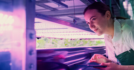 Young Female Farmer Working in a Vertical Farm with Ultraviolet LED Lights. Hydroponics Specialist Inspecting and Examining Fresh Plants Ready for Shipping to Supermarket