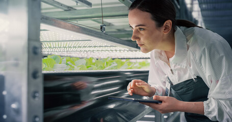 Female Biology Scientist Closely Inspecting and Analyzing Young Growing Crops. Farming Engineer...