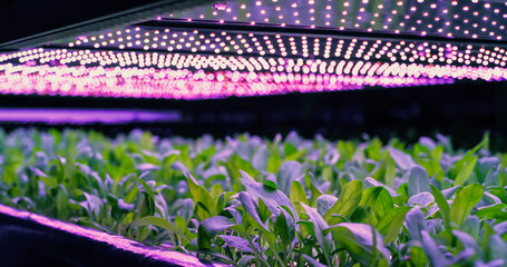 Vertical Farming Rack with Green Plants Growing in Hydroponics System. LED Lamps Producing...