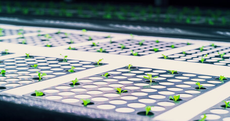 Small Crops Production in a Controlled Environment at a Modern Vertical Farm. Automated Facility with Air Temperature, Light, Water, Humidity Levels Regulated for Optimal Growth