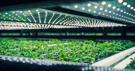 Growing Green Leaves in a Controlled Environment Agriculture at a Modern Vertical Farm. Automated...