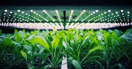 Spinach Leaves Mass Production in a Controlled Environment at Modern Vertical Farm. Automated Hydroponics Facility with Air Temperature, Light, Water, Humidity Levels Regulated for Optimal Growth