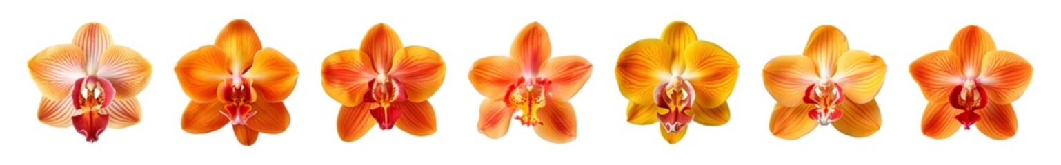 Collection of orange orchid flowers on a transparent background, PNG, top view