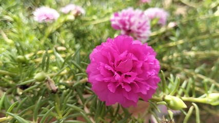 Fototapeta premium Portulaca flower, Moss rose: Colorful flowers that love the sun, are easy to care for, and make your garden look happy and pretty! 🌼😊