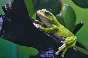 モリアオガエル