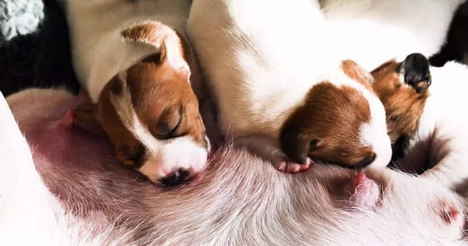 Newborn Jack Russell Terrier puppies wet their mother's nipple.