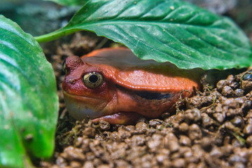 アカトマトガエル