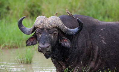 Dagga boys are typically older male buffalo.