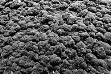 Uneven moss texture in black and white