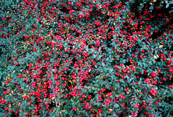 Red berries on bush.