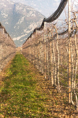 Meleti e vigneti