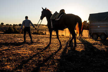 Horse at dawn through the countryside caballo al amanecer por el campo