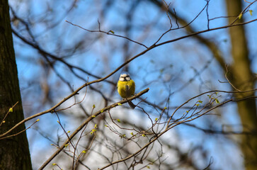 Eurasian blue tit, Cyanistes caeruleus, on a bare tree branch in a park against a blue sky