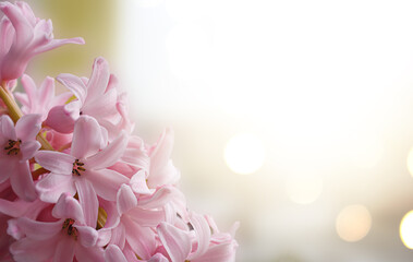 A detailed view of pink hyacinth flowers arranged in a vase, creating a spring-themed background.
